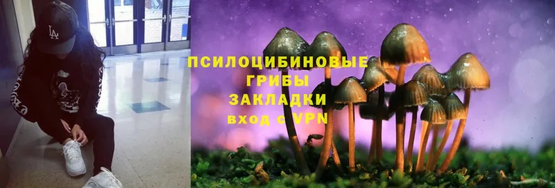 хочу   Дрезна  Галлюциногенные грибы Psilocybe 